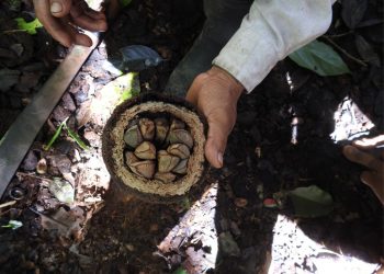 MIDAGRI LANZA PROGRAMA PARA FINANCIAR 14 CADENAS DE PRODUCTOS FORESTALES NO MADERABLES