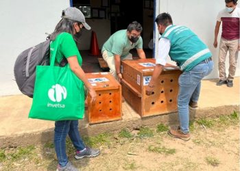 RECEPCIONAN TIGRILLO Y JAGUAR