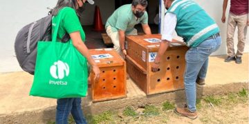 RECEPCIONAN TIGRILLO Y JAGUAR