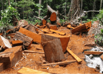 CAEN DOS DEPREDADORES DE MEDIO AMBIENTE EN SECTOR “CASTAÑAL”