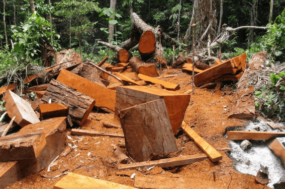 CAEN DOS DEPREDADORES DE MEDIO AMBIENTE EN SECTOR “CASTAÑAL”