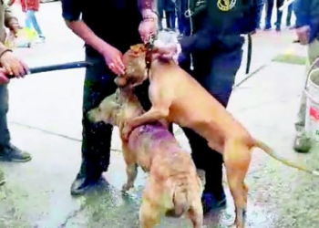 FEROZ ATAQUE DE PITBULL A DUEÑO Y SU PEQUEÑA MASCOTA