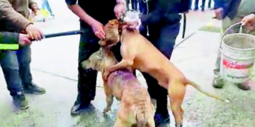 FEROZ ATAQUE DE PITBULL A DUEÑO Y SU PEQUEÑA MASCOTA
