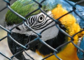 MADRE DE DIOS NO CUENTA CON ZOOLÓGICO EN BUENAS CONDICIONES PARA ANIMALES EN PELIGRO