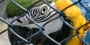 MADRE DE DIOS NO CUENTA CON ZOOLÓGICO EN BUENAS CONDICIONES PARA ANIMALES EN PELIGRO