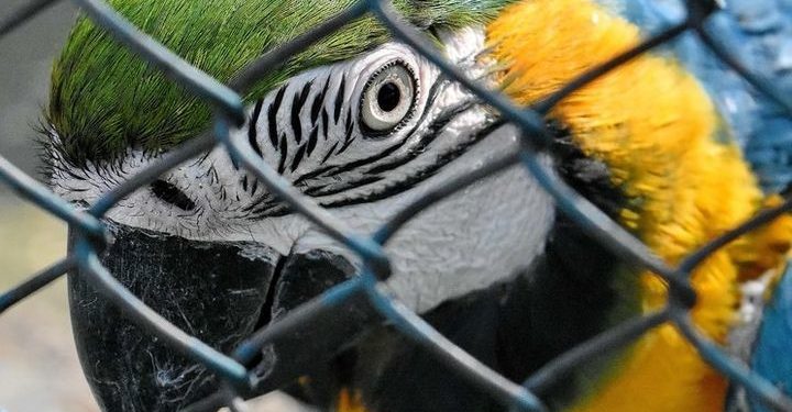 MADRE DE DIOS NO CUENTA CON ZOOLÓGICO EN BUENAS CONDICIONES PARA ANIMALES EN PELIGRO