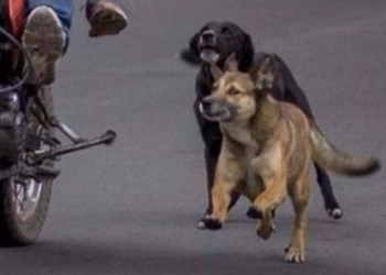 PERROS OCASIONAN DESPISTE DE MUJER MOTOCICLISTA
