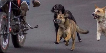 PERROS OCASIONAN DESPISTE DE MUJER MOTOCICLISTA