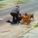 MUJER SUFRE FEROZ ATAQUE DE PERROS