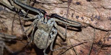 Científicos abrieron cueva sellada por 5  millones de años y hallaron especies extrañas