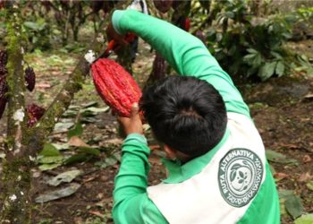 DEVIDA DESTINA MÁS DE S/2.4 MILLONES PARA MEJORAR  HECTÁREAS DE CACAO, CÍTRICOS Y PIÑA