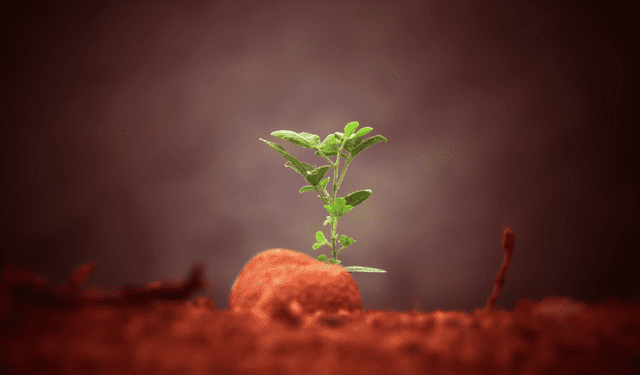 Científicos crean un tipo de arroz que podría crecer en el suelo de Marte