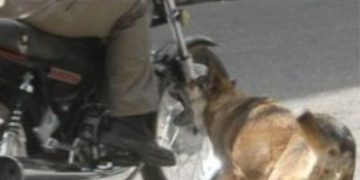 PERRO OCASIONA DESPISTE DE MOTOCICLISTA
