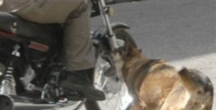 PERRO OCASIONA DESPISTE DE MOTOCICLISTA