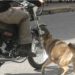 PERRO OCASIONA DESPISTE DE MOTOCICLISTA