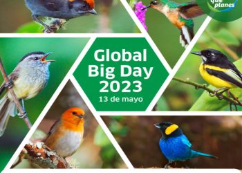 REGRESA EL TORNEO MUNDIAL DE AVISTAMIENTO DE AVES GLOBAL BIG DAY