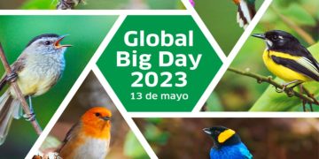 REGRESA EL TORNEO MUNDIAL DE AVISTAMIENTO DE AVES GLOBAL BIG DAY
