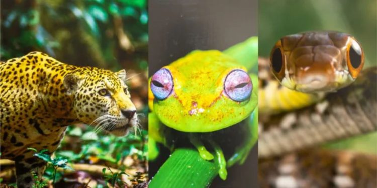 VISITA LA EXPOSICIÓN FOTOGRÁFICA QUE CELEBRA 50 AÑOS  DE CONSERVACIÓN EN EL MANU